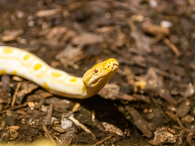Le python molure - De Zonnegloed - Refuge pour animaux